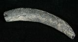 Miocene Aged Fossil Whale Tooth - #5658-1